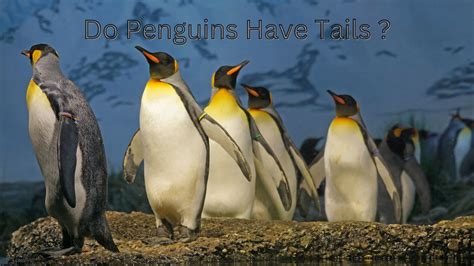 Do Penguins Have Tails? - oceanwebquest.com