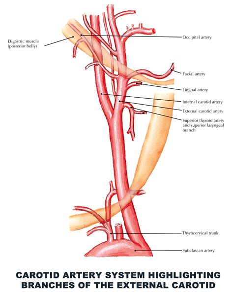 Carotid artery system highlighting branches of the external carotid - # ...