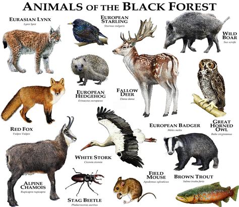 Forest Animals List North America - World Animal