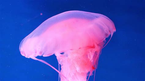 Pink Jellyfish Underwater 4K HD Animals Wallpapers | HD Wallpapers | ID ...