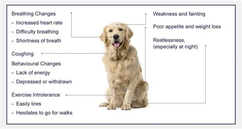 Heart Disease In Dogs - PetlifeCA