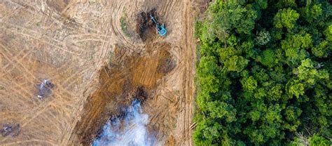 Deforestation Causes, Effects, and Solutions | by Tree Removal Services ...