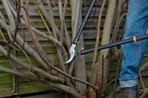 Pruning a fig tree (with pictures) - gardenersworld.com