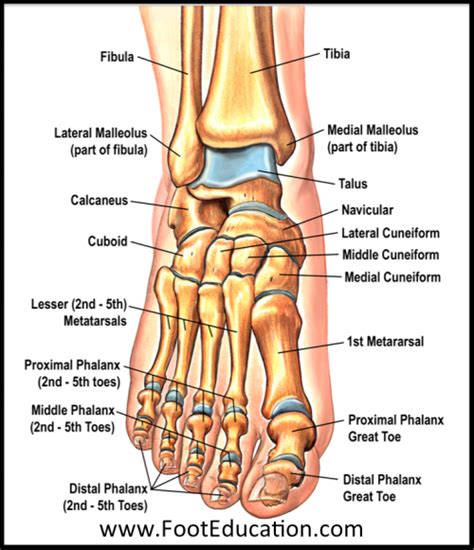 Bones and Joints of the Foot and Ankle Overview - FootEducation