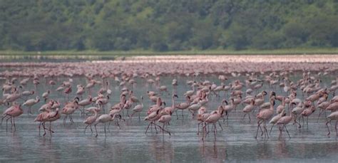 File:Flamingos, Lake Nakuru.jpg - HandWiki