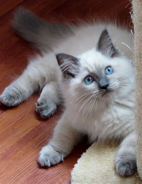 Ragdoll Blue Colourpoint Dollcatz Oliver-Best Crystal Kitten | Siamese ...