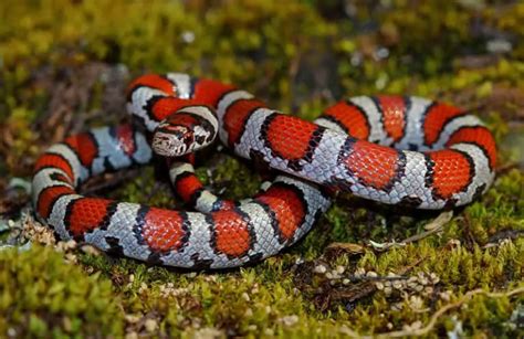 Lampropeltis Triangulum - Milk Snake - USA Snakes