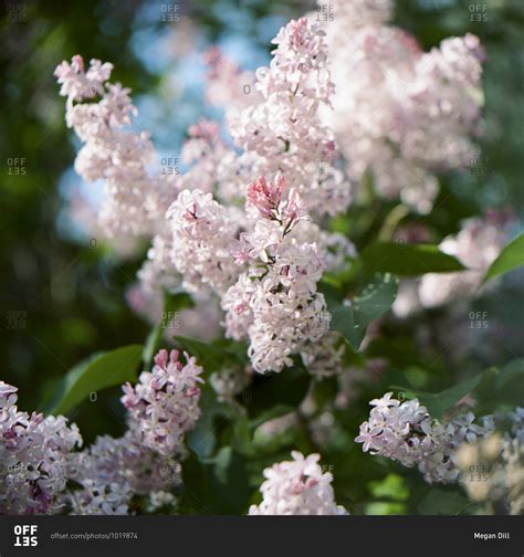 Close up of a blooming lilac bush stock photo - OFFSET