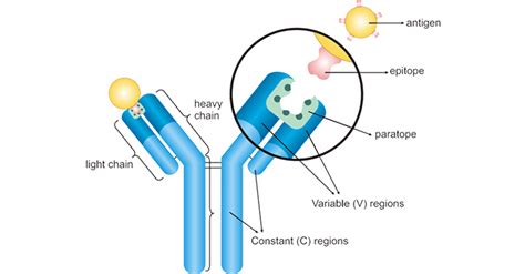 Antigen Antibody Reaction Diagram