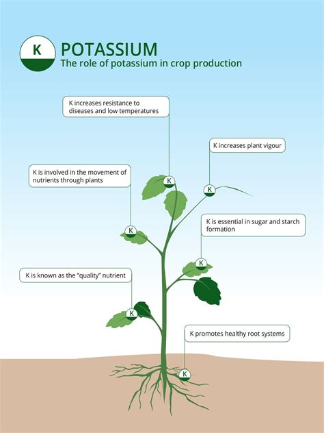 Potassium Based Fertilizers: The Role of Potassium in Agriculture - ICL