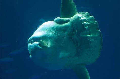 Ocean Sunfish: Facts, Characteristics, Habitat and More - Animal Place