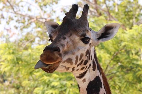 Giraffe Tongue Facts - 10 Things to Know About Nature’s Weirdest Tongue