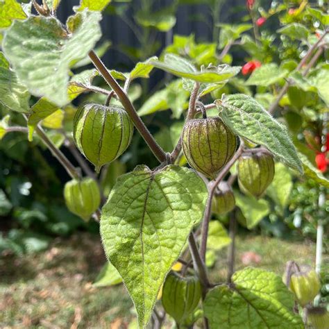 Cape Gooseberry Seeds - Plants & Garden Melbourne