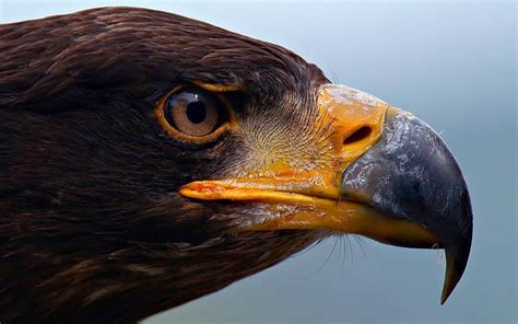 The largest and most powerful birds of prey – Top 10 | DinoAnimals.com