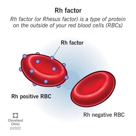 Rhesus (Rh) Factor: Incompatibility, Complications & Pregnancy