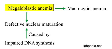 Pathophysiology Of Megaloblastic Anemia