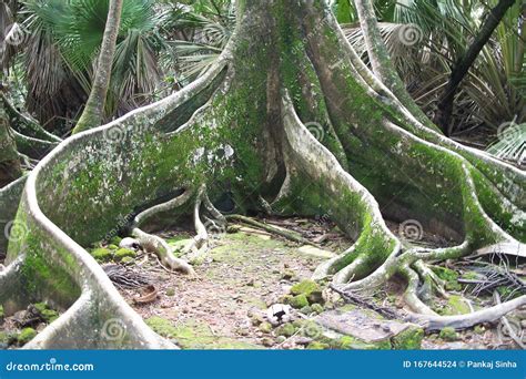 Andaman Nicobar Islands, Very Old Tree Stock Photo - Image of ...