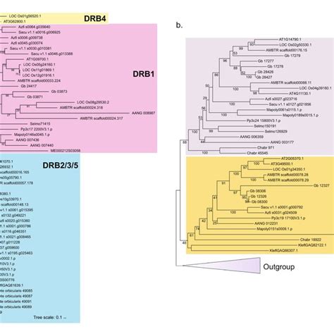 Phylogeny of Archaeplastida showing the species included in this ...