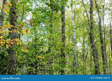 Sun rays in the forest stock photo. Image of wilderness - 217454098