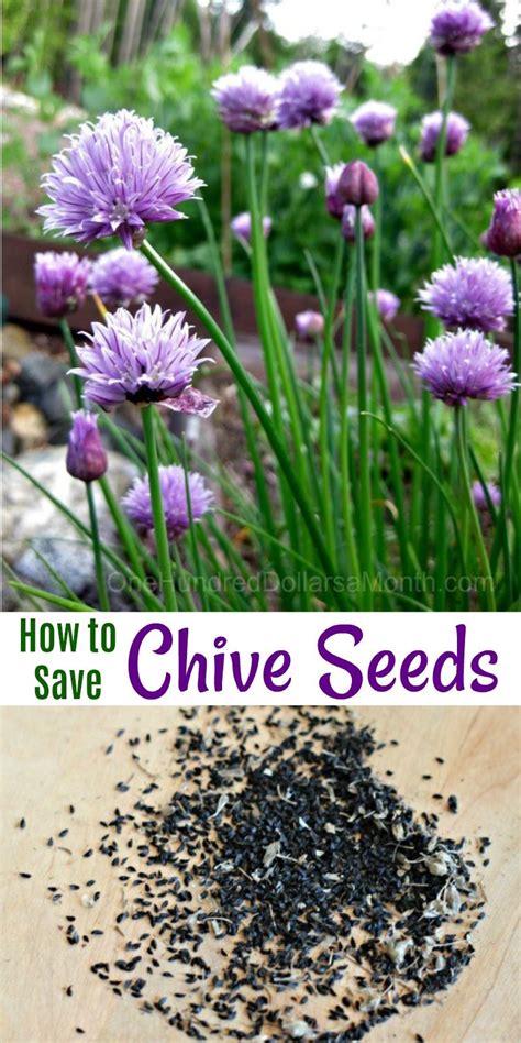 Mavis Garden Blog - How to Save Chive Seeds - One Hundred Dollars a ...