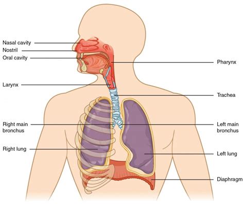 Organs and Structures of the Respiratory System | Anatomy and Physiology II