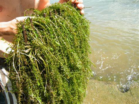 Summer as a Bio Technician: Hydrilla!!!