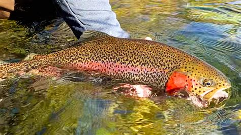 20 Tips for Fly Fishing for Rainbow Trout