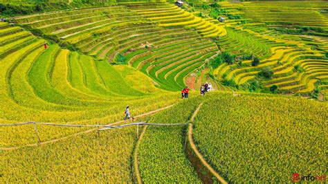 Breathtakingly beautiful Mu Cang Chai terraced fields in ripe rice season