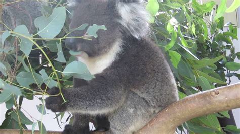 Koalas at Featherdale Wildlife Park, Western Sydney, AU - YouTube