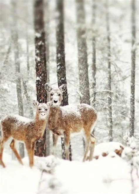 14 Images Of Snowy Animals In Winter That Will Delight You