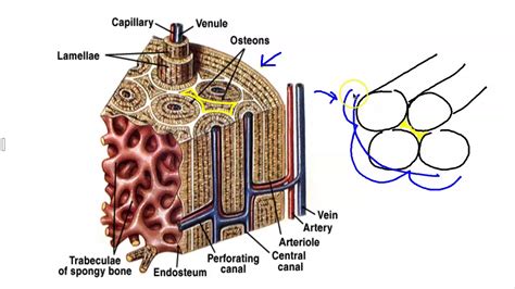 Microscopic Structure of Bone - YouTube