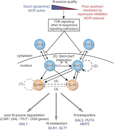 Biophilia: Modeling Gene Regulatory Circuitry