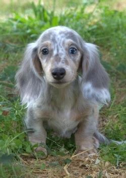 Blue Merle Dapple Dachshund | Dogs/Puppies | Pinterest