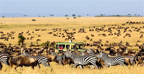 8 days Masai Mara, Serengeti & Volcanoes Safari | Wildebeest Migration