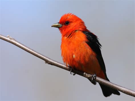 Red like fire and jet-black wings create a rare contrast that delights ...