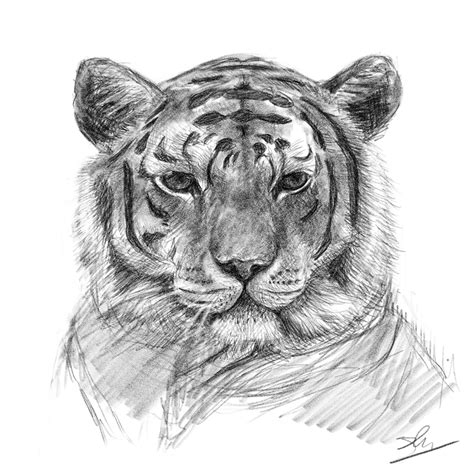 Animal Sketches :: Behance