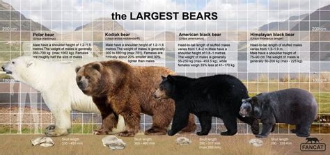 Brown Bear Vs Black Bear Size