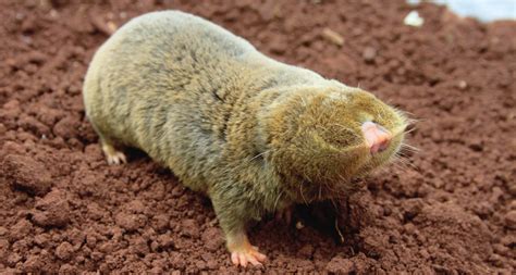 Blind mole-rats are loaded with anticancer genes