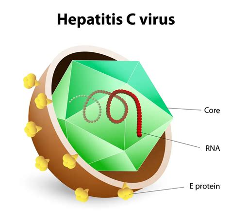 Hepatitis C Symptoms, Treatment, Causes, What is Hepatitis C