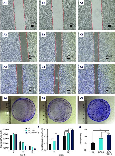 Results of wound-healing assays (A1-A3, B1-B3, C1-C3, E, F) and ...