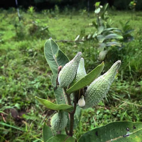 How to Forage and Cook Milkweed Pods