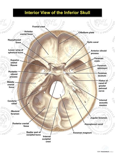 Human Skull Anatomy Inferior View