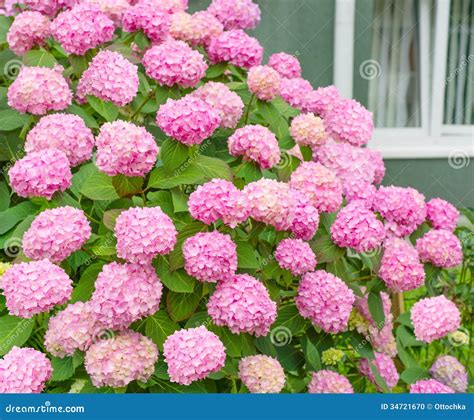 Flowers, Pink Hydrangea Bush Stock Photo - Image: 34721670