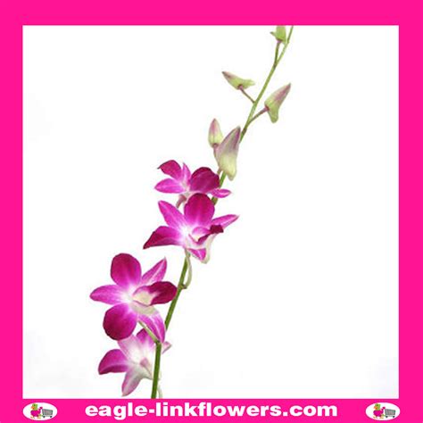 Dendrobium Pink - Dendrobium Orchids - Eagle-Link Flowers