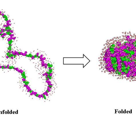 Protein folding: from primary to tertiary structure [12]. | Download ...