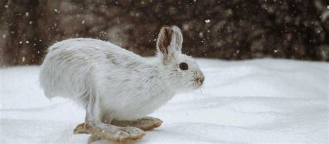 The Snowshoe Hare | Critter Science