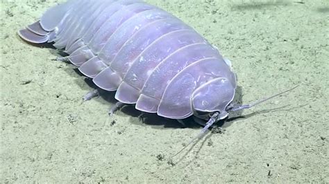 Giant Isopod