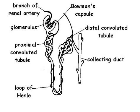 circulatory system diagram not labeled | RYNAKIMLEY