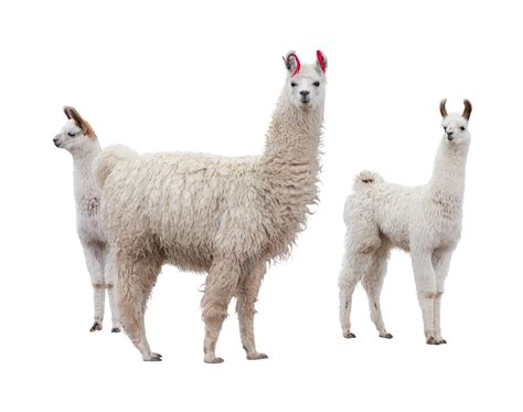 Llama Facts: Habitat, Behavior, Diet