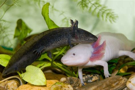 15+ Axolotl Colors: Common & Rare Types of Axolotl - More Reptiles